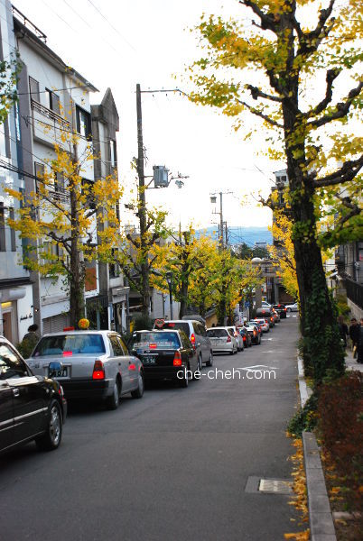 Fall Ginkgo Trees @ Minamimachi, Kyoto